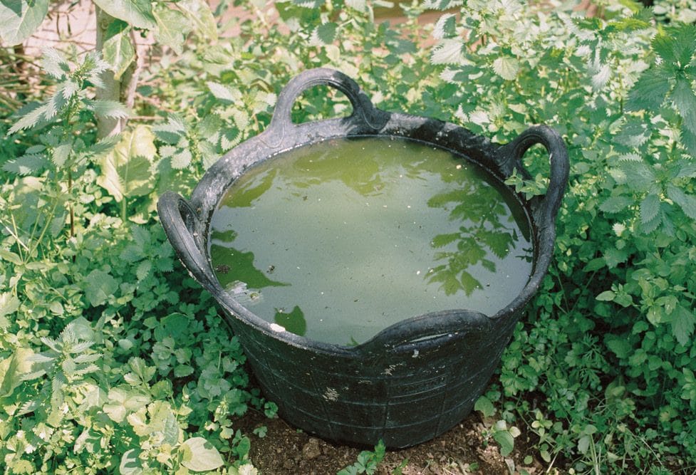 Un caldero de metal oscuro lleno de agua verdosa, rodeado de hierba en una huerta.
