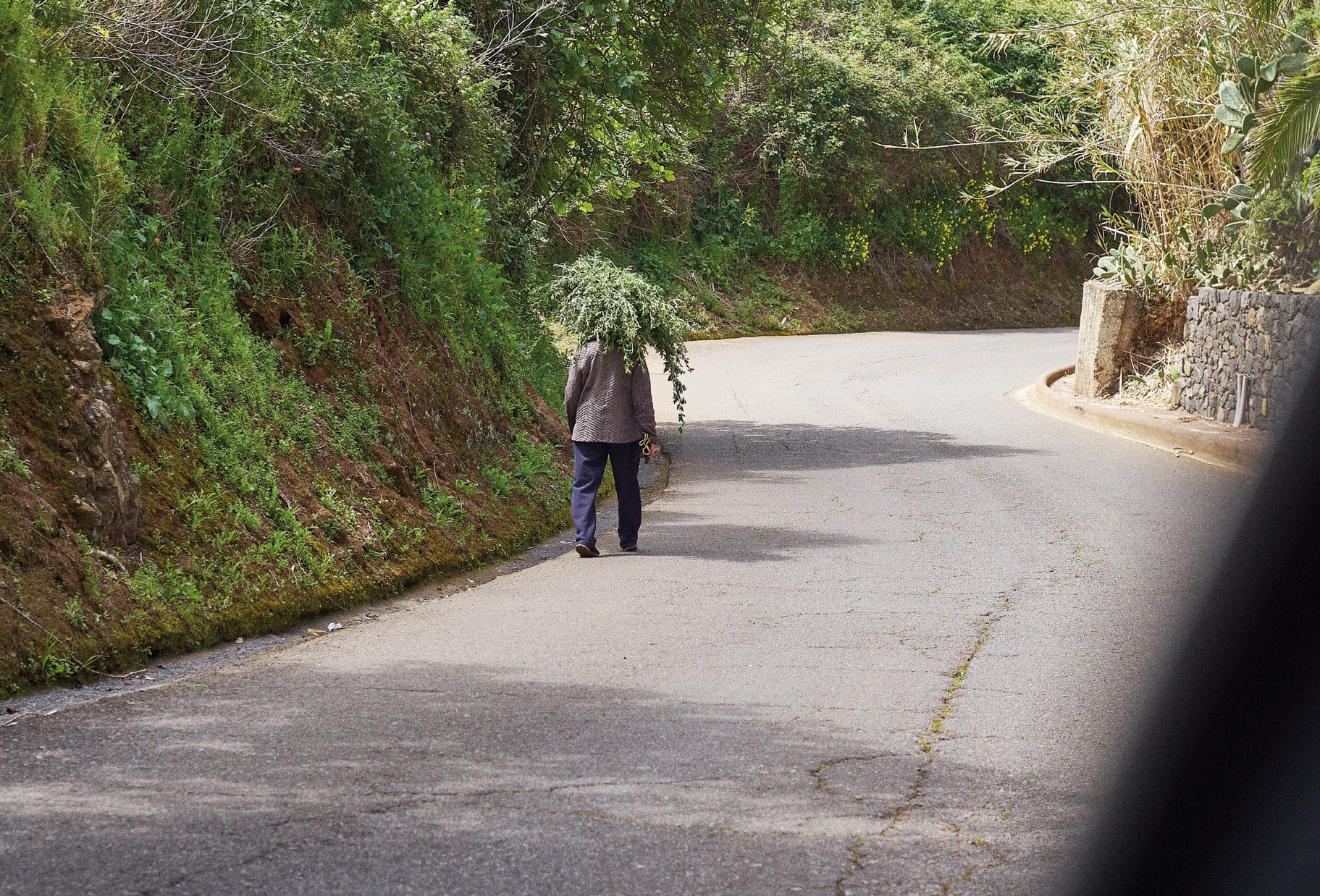 Una persona camina de espaldas por una carretera estrecha de montaña cargada con una brazada de hierba a la espalda.