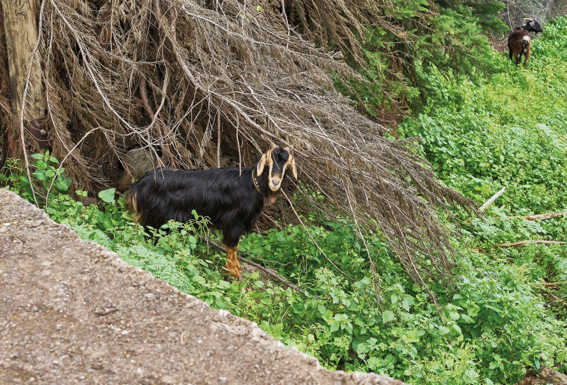 Una cabra negra de orejas largas mira a cámara desde el borde de un camino, entre helechos secos y vegetación verde.