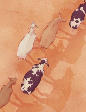 Ilustración de varias cabras y ovejas caminando sobre un terreno ocre y reseco, proyectando largas sombras.