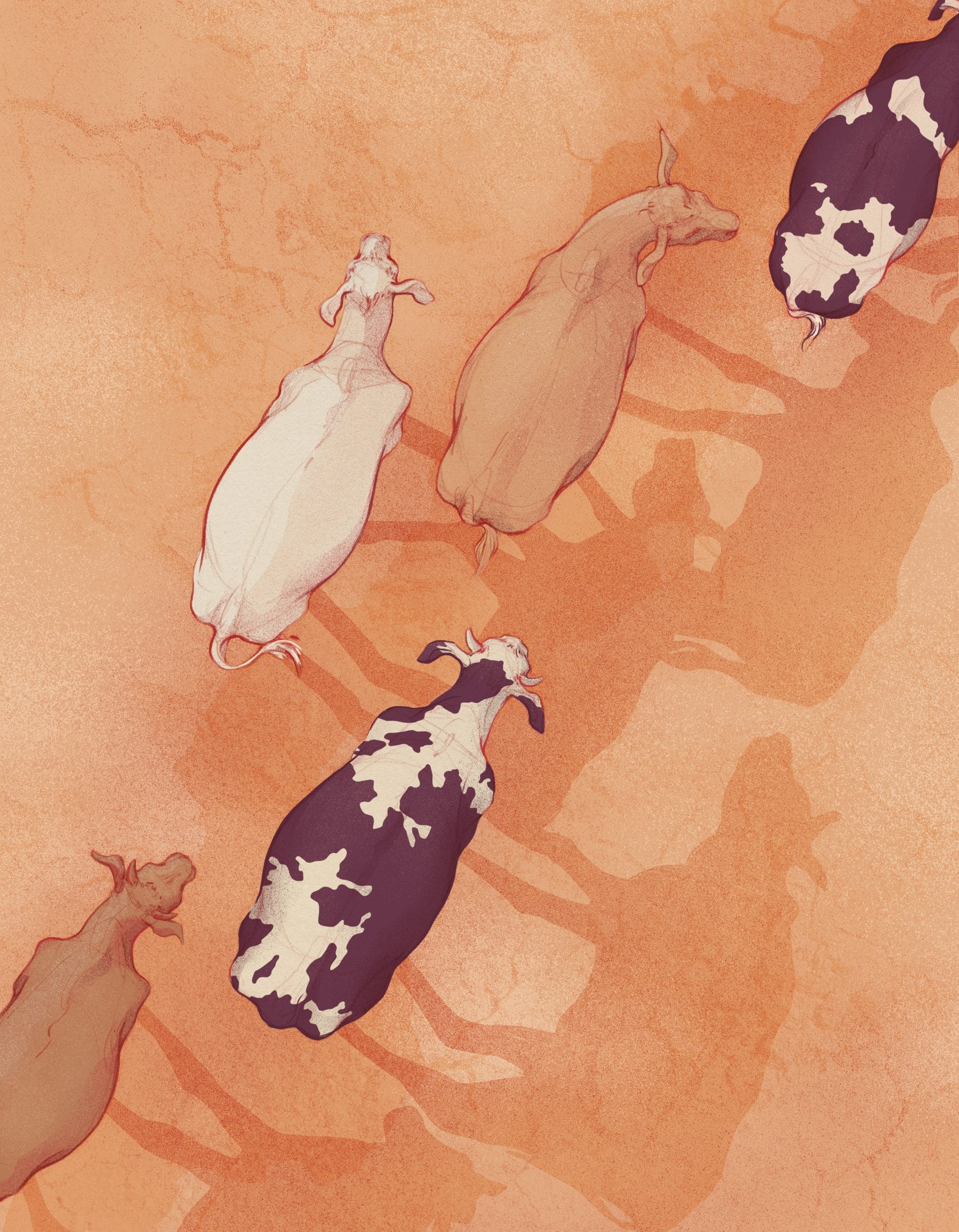 Ilustración de varias cabras y ovejas caminando sobre un terreno ocre y reseco, proyectando largas sombras.